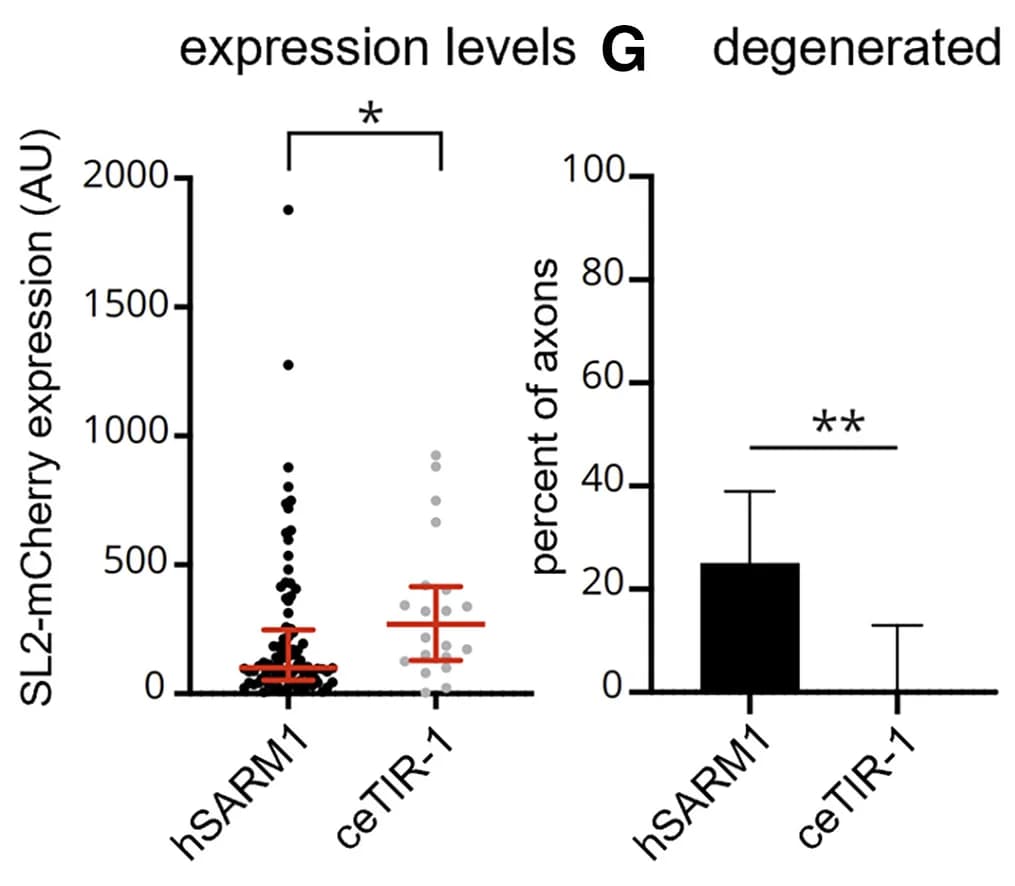 Open access visualization of Bar Plot, Error Bars, Scatter Plot, Transgene Expression, hSARM