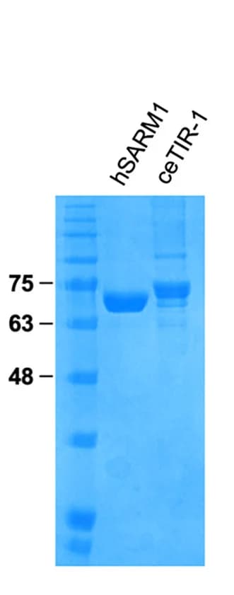 Open access visualization of Gel, hSARM1, ceTIR-1, Expression, Purification