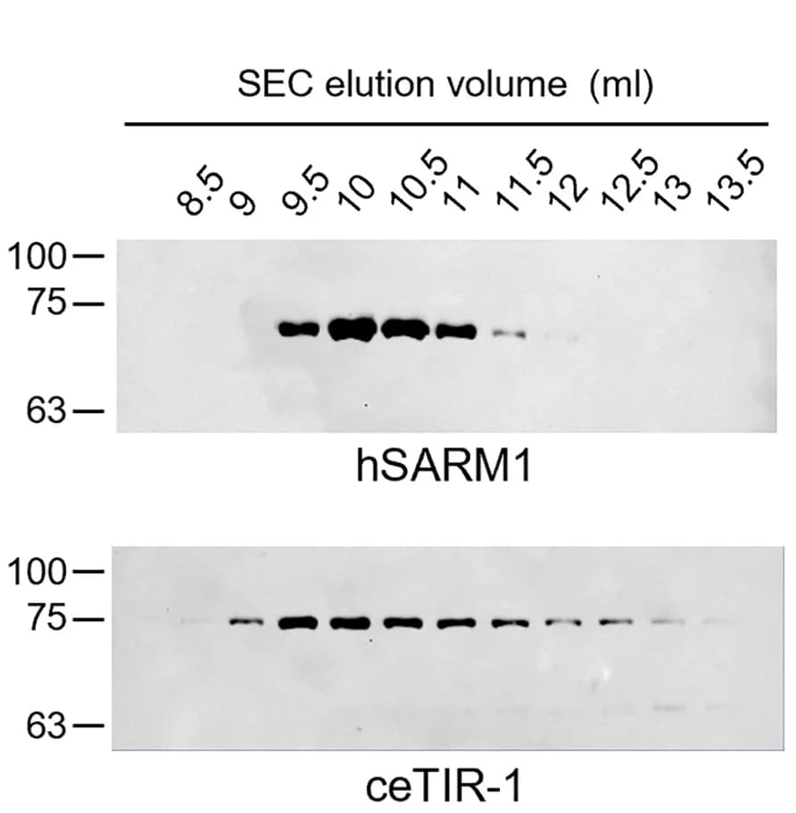 Open access visualization of Gel, Anti-FLAG WB, Gel filtration analysis, ceTIR-1, hSARM1