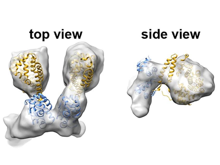 Open access visualization of Protein Structure, Cryo-EM, 3D reconstruction, ceTIR-1, Proteinaceous particles