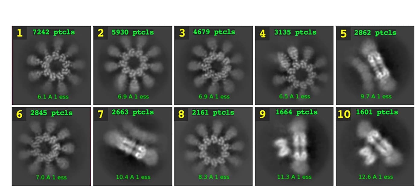 Open access visualization of Microscopy, 2D class averages, 3D reconstruction, Face views, Side views