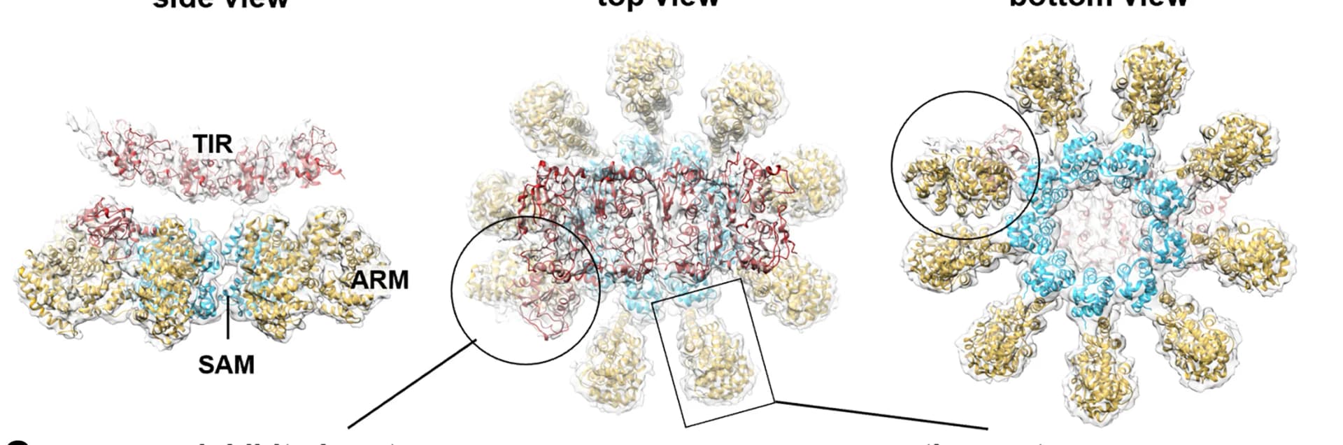 Open access visualization of Protein Structure, Protein model, Cryo-EM, Density map, 9-mer ceTIR-1