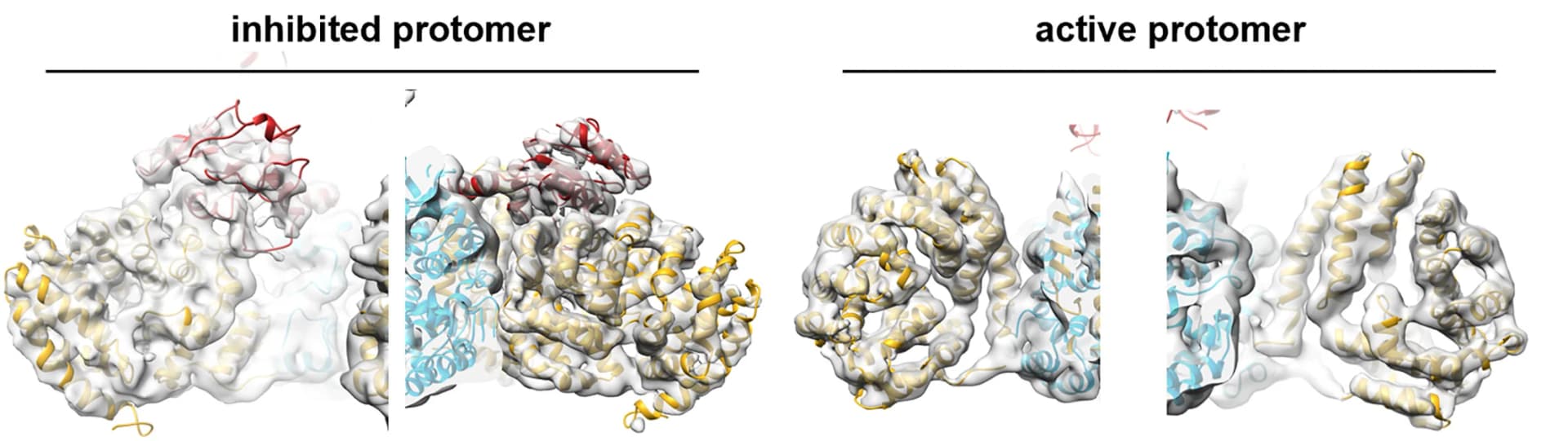Open access visualization of Protein Structure, Side views, Asymmetric protomer, ARM-TIR complex, Inhibited conformation