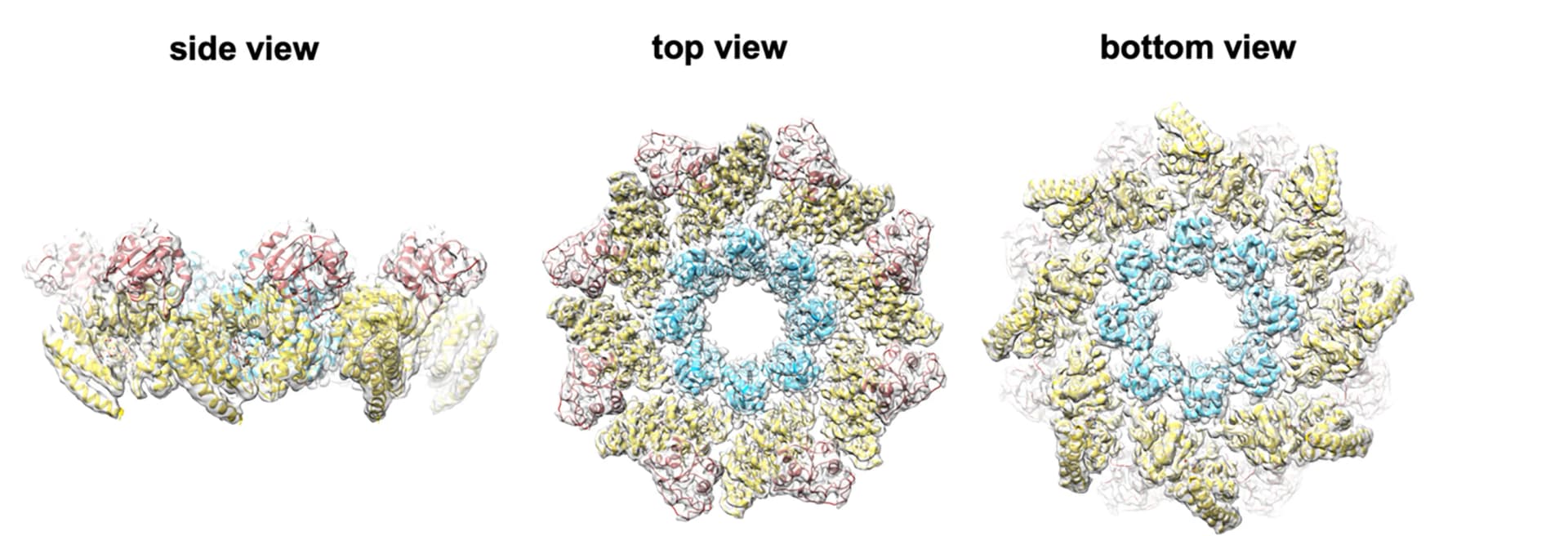 Open access visualization of Protein Structure, Protein Model, cryo-EM density map, CHIMERA, NAD+