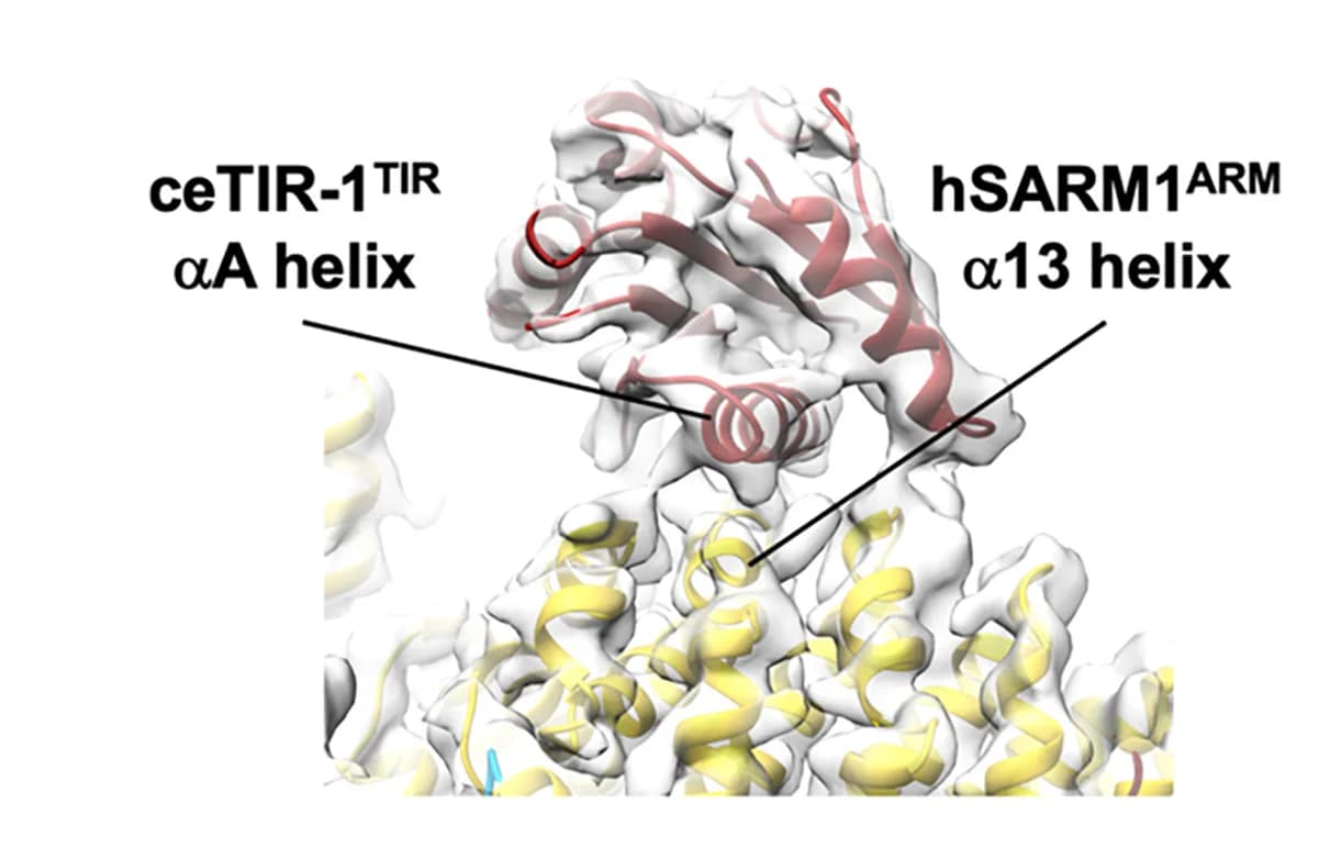 Open access visualization of Protein Structure, ceTIR-1, TIR domain, hSARM1, ARM domain