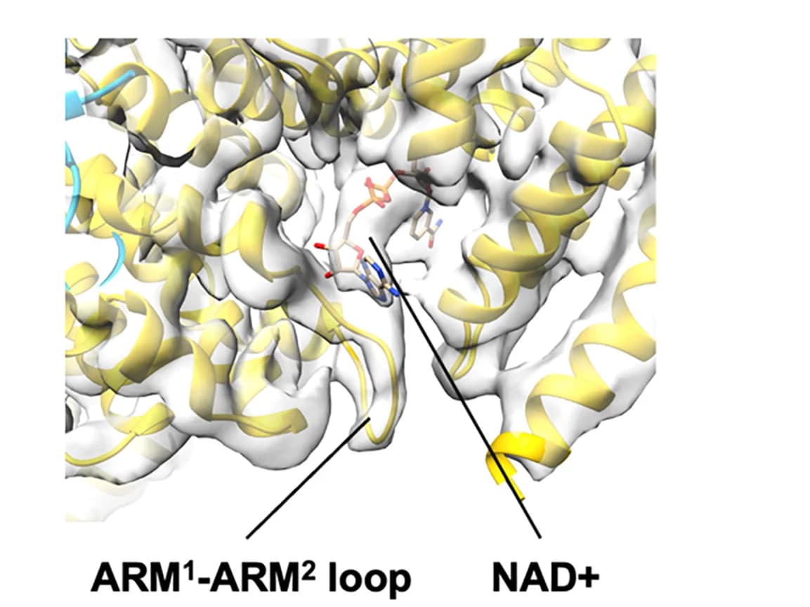 Open access visualization of Protein Structure, 3D Plot, Chemical Structure, NAD+ binding site, hSARM1