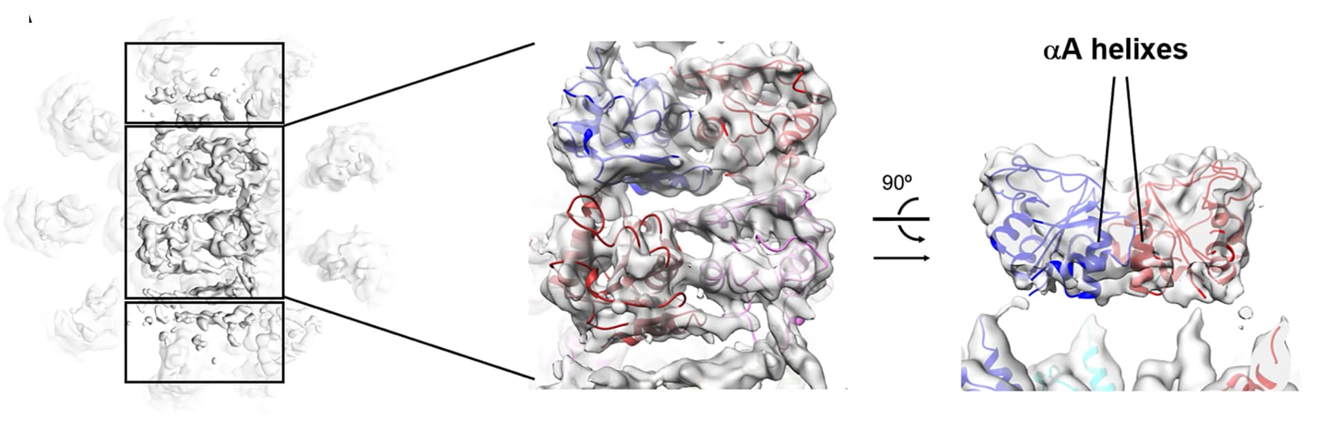 Open access visualization of Protein Structure, Protein Model, Cryo-EM, ceTIR-1, TIR Domain
