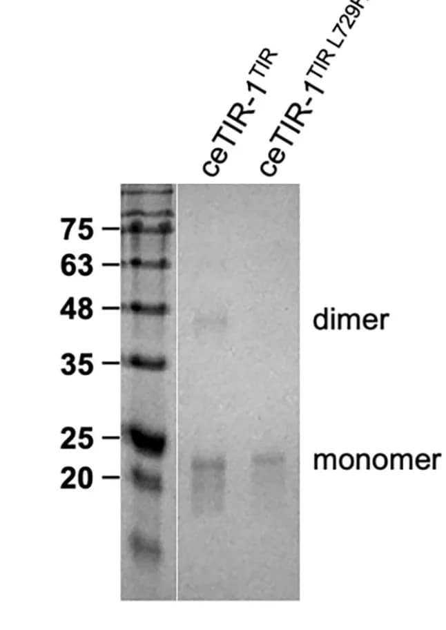 Open access visualization of Gel, Glutaraldehyde Crosslinking, ceTIR-1TIR, ceTIR-1TIR L729H, Dimeric Assembly