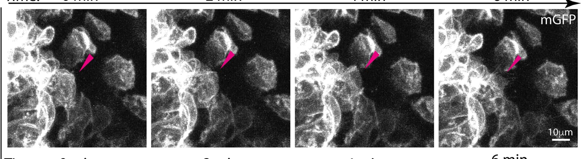 Open access visualization of Microscopy, Neural Crest, Embryo