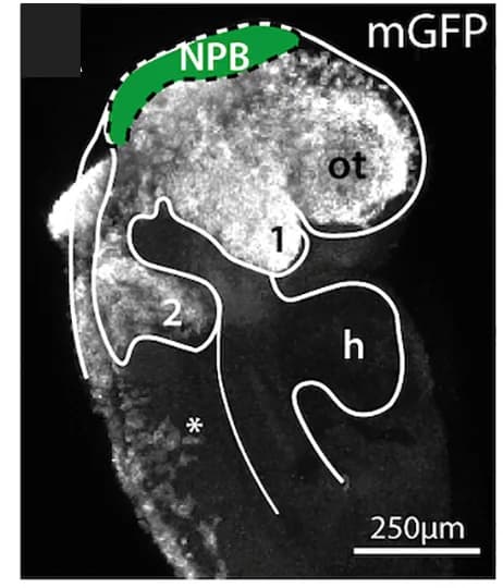Open access visualization of Microscopy, E8.5 embryo, mGFP-neural crest cells, neural plate border, pharyngeal arches