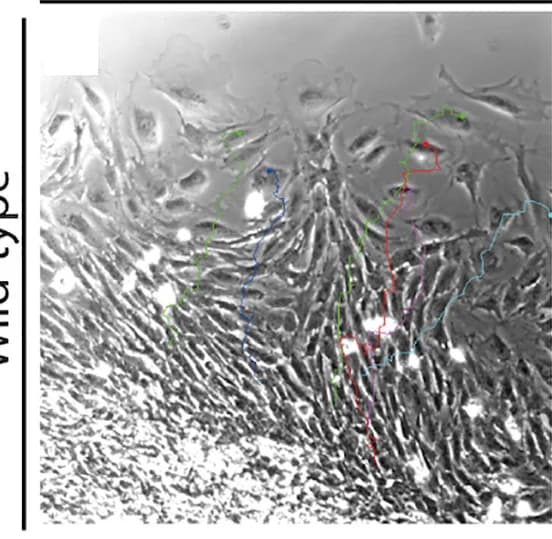 Open access visualization of Microscopy, Line Plot, E8.5 Explants, DMSO