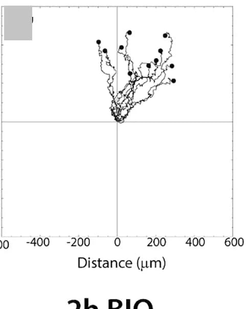 Open access visualization of Line Plot, E8.5 Explants, CHIR99021