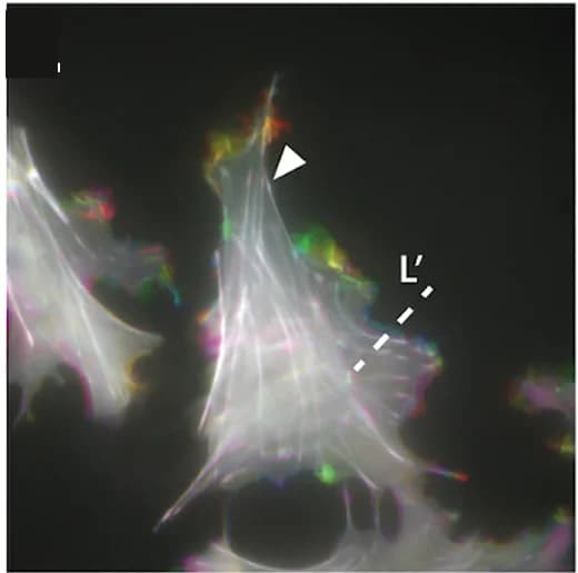 Open access visualization of Microscopy, Time-lapse, E8.5Wnt1::cre;LifeAct-EGFPembryos, BIO