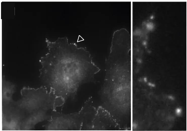 Open access visualization of Microscopy, Photo, Abi1 immunostaining, E8.5Wnt1::cre;LifeAct-EGFPembryos, BIO