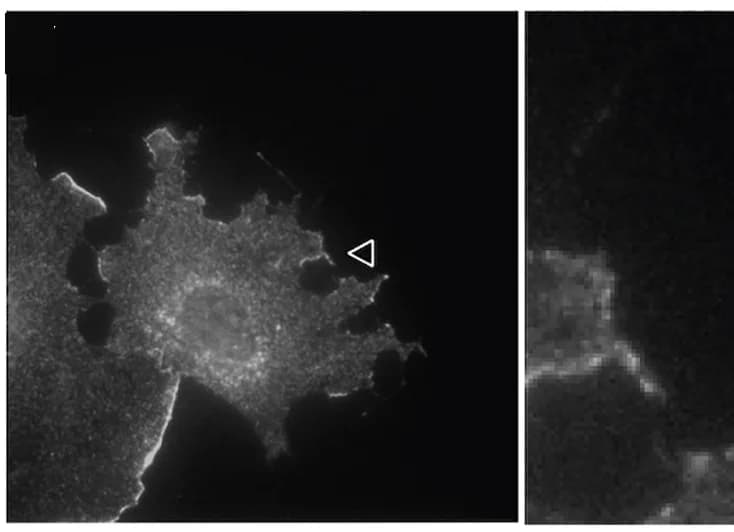 Open access visualization of Microscopy, Lpd immunostaining, BIO