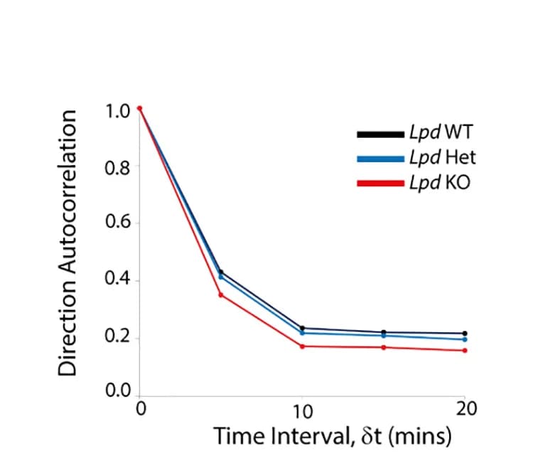 Open access visualization of Line Plot, Quantification, Direction Autocorrelation