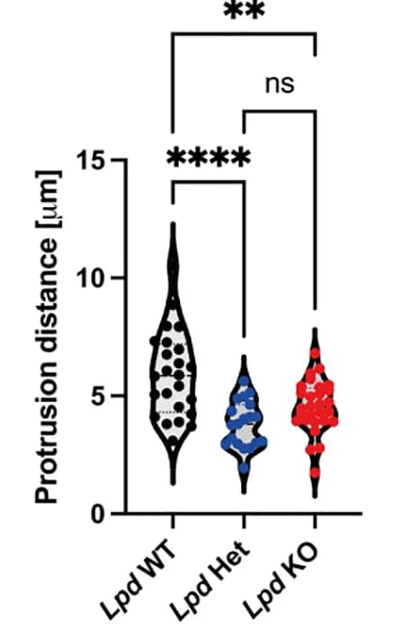 Open access visualization of Violin Plot, Lamellipodial, Distance
