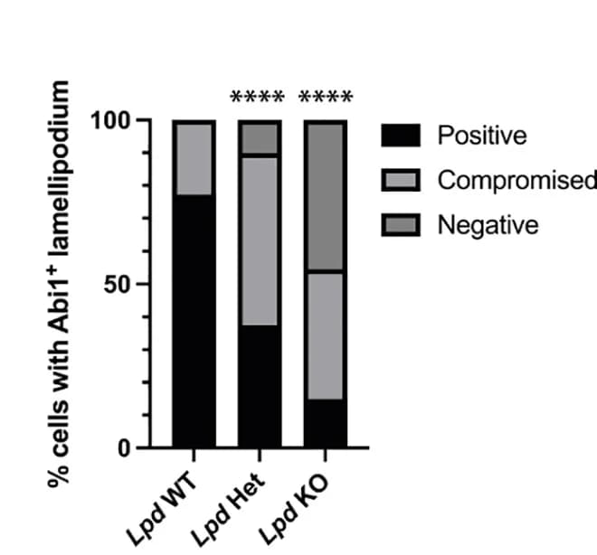 Open access visualization of Stacked Bar Plot, Abi1-Positive Lamellipodium, Cells, Continuous, Discontinuous
