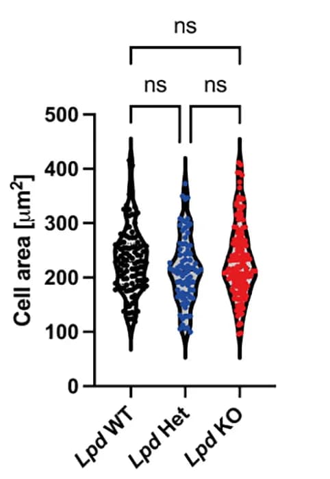 Open access visualization of Violin Plot, Cell Area, LpdWT Cells, LpdHet Cells, LpdKO Cells