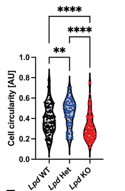 Open access visualization of Violin Plot, Circularity, LpdWT Cells, LpdHet Cells, LpdKO Cells