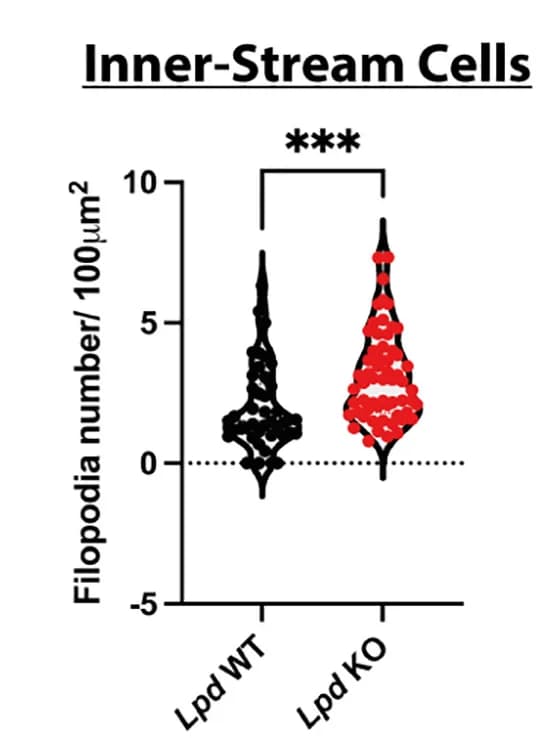 Open access visualization of Violin Plot, Scatter Plot, Filopodial Protrusions, LpdWT Cells, Inner-stream Cells
