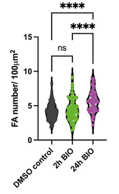 Open access visualization of Violin Plot, Mena, Focal Adhesions, DMSO, BIO