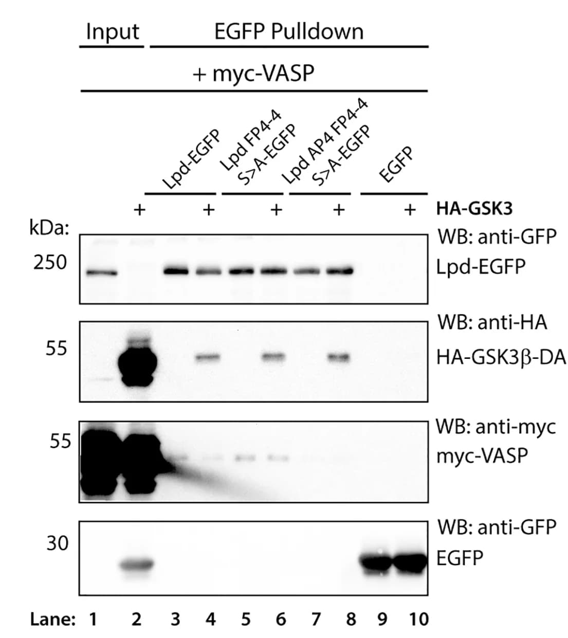 Open access visualization of Gel, Lpd-EGFP, Lpd-FP4-4-S>A-EGFP, Lpd-AP4-FP4-4-S>A-EGFP, Co-immunoprecipitation