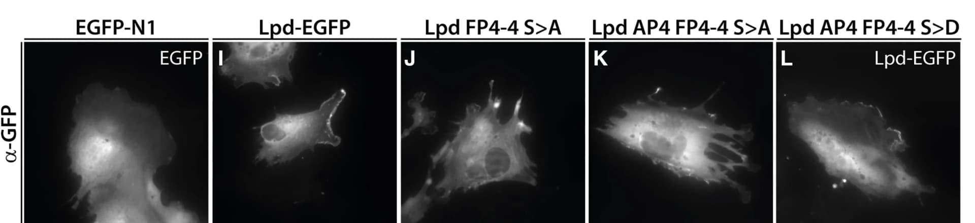 Open access visualization of Microscopy, Wild-type explants, EGFP-N1, Lpd-EGFP, Lpd-FP4-4 S>A-EGFP