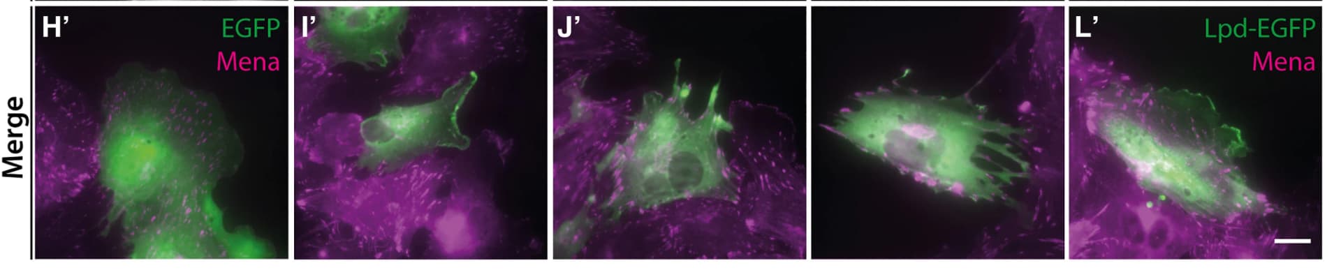 Open access visualization of Microscopy, Wild-type explants, EGFP-N1, Lpd-EGFP, Lpd-FP4-4 S>A-EGFP