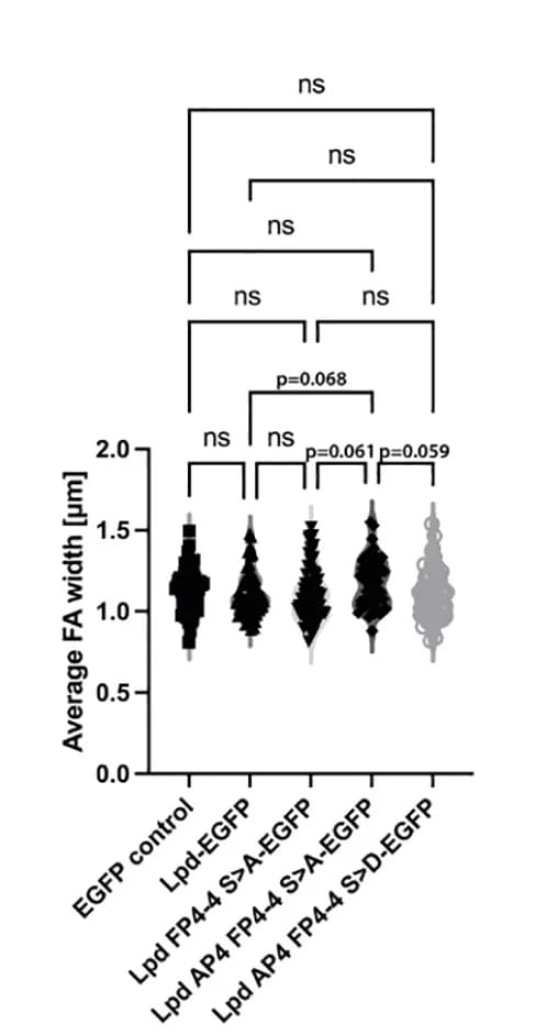 Open access visualization of Violin Plot, Width, EGFP-N1, Lpd-EGFP, Lpd-FP4-4-S>A-EGFP