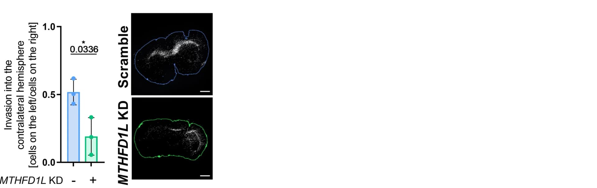 Open access visualization of Bar Plot, Error Bars, Microscopy, NCH601 Cells, shScramble