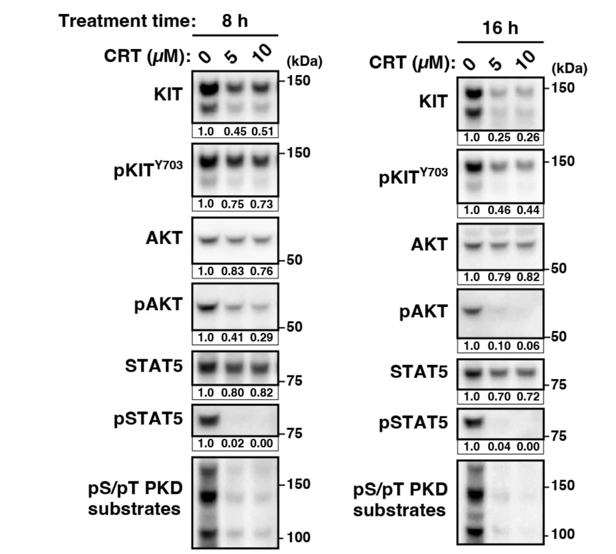 Open access visualization of Gel, Lysates, Immunoblotting, Band Intensities