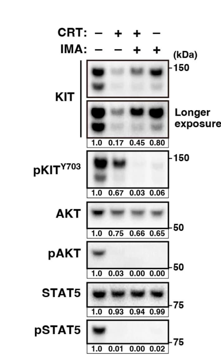Open access visualization of Gel, GIST-T1 Cells, CRT0066101, CRT, Imatinib
