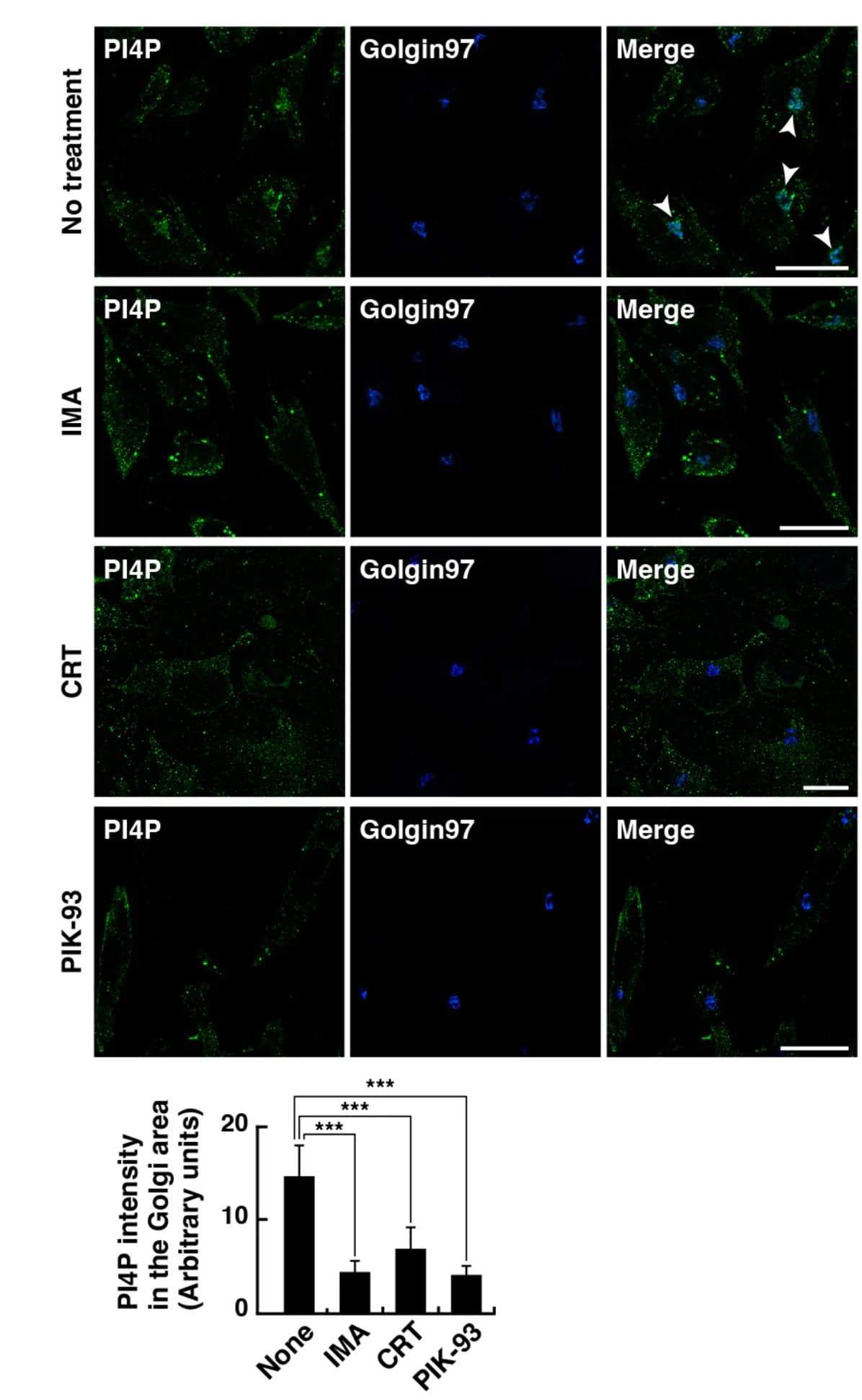 Open access visualization of Microscopy, Bar Plot, Error Bars, GIST-T1 Cells, IMA