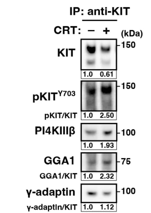 Open access visualization of Gel, GIST-T1 Cells, CRT0066101, CRT, KIT