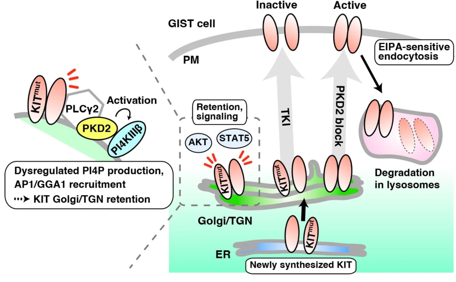 Open access visualization of Workflow, Illustration, GIST Cells, Mutant KIT, Golgi