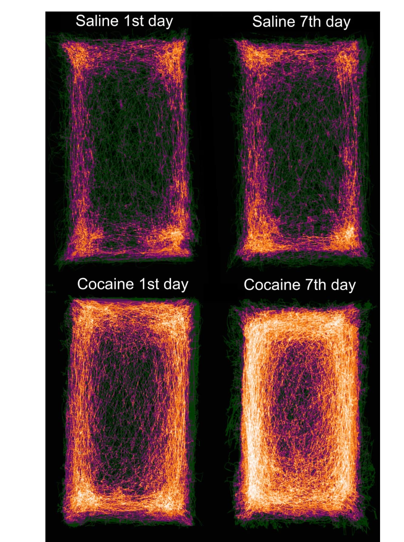 Open access visualization of Heatmap, Locomotor Activity, Mice, Saline, Cocaine