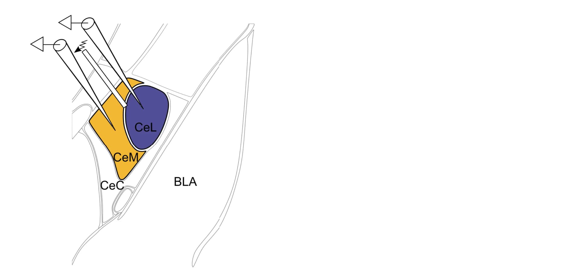Open access visualization of Illustration, BLA, CeA, Electrode Placement, Allen Brain Atlas