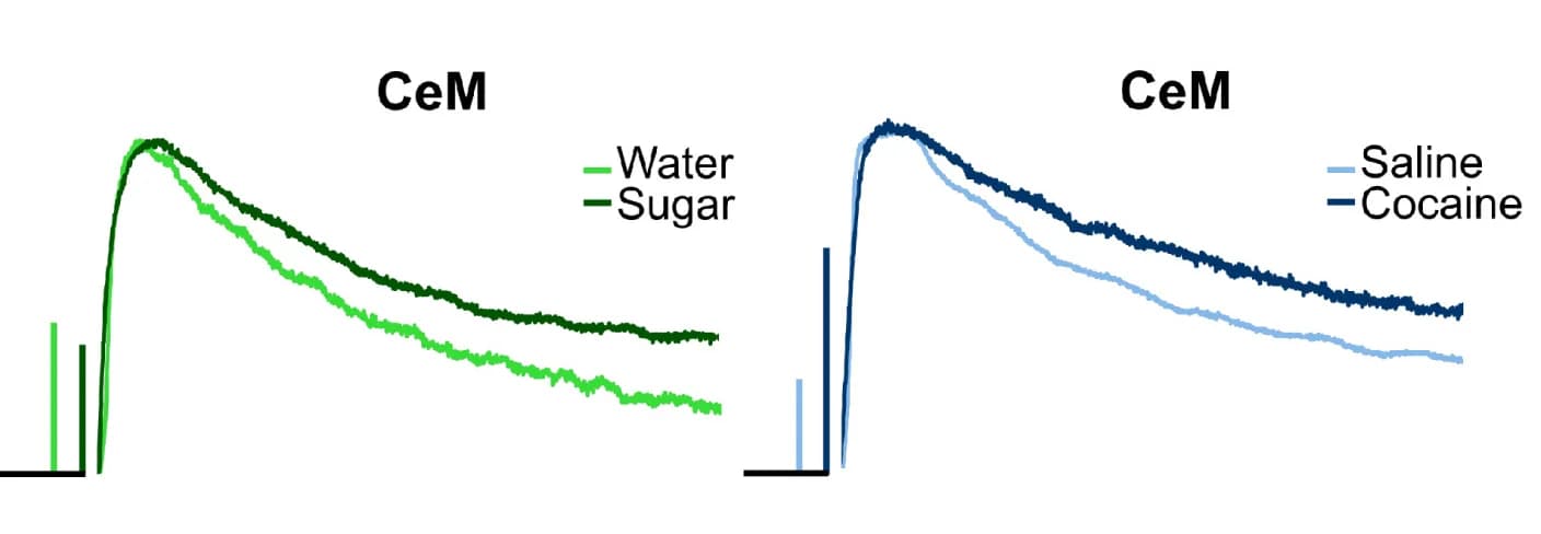 Open access visualization of Line Plot, Bar Plot, Averaged EPSCs, CeM, Natural Reward