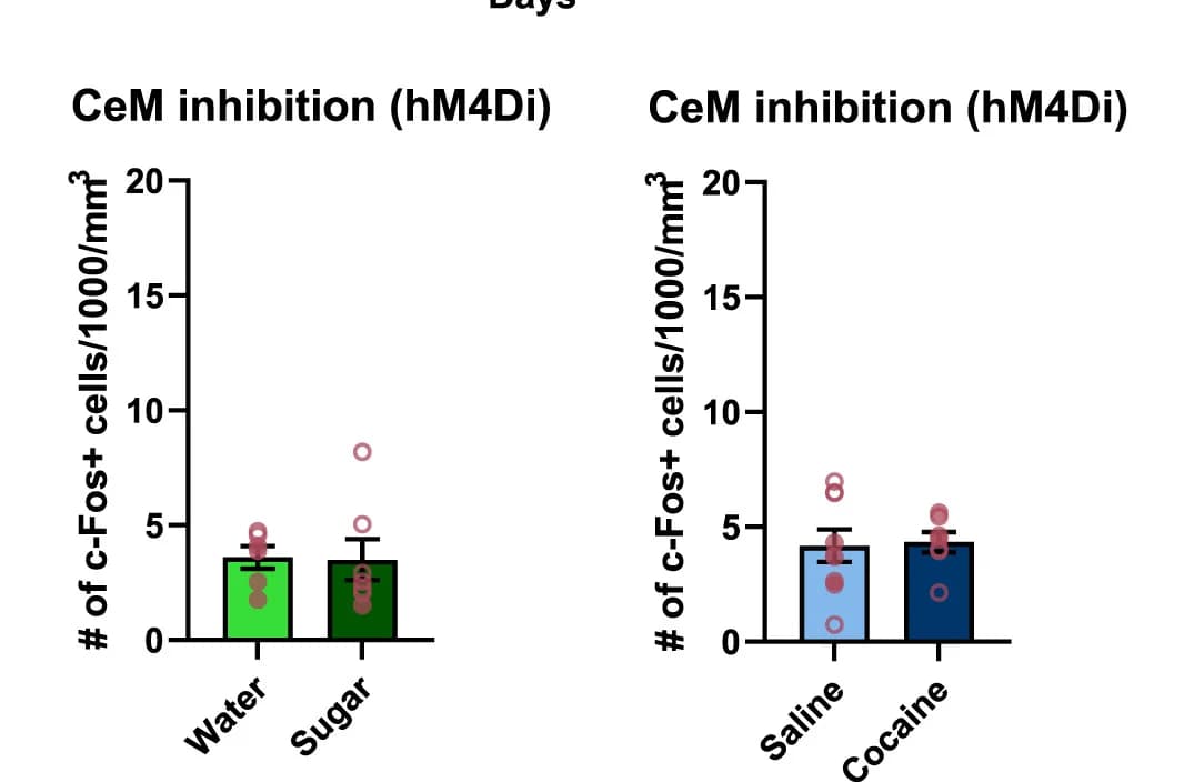 Open access visualization of Bar Plot, Error Bars, Scatter Plot, Chemogenetic Inhibition, c-Fos-positive Cells