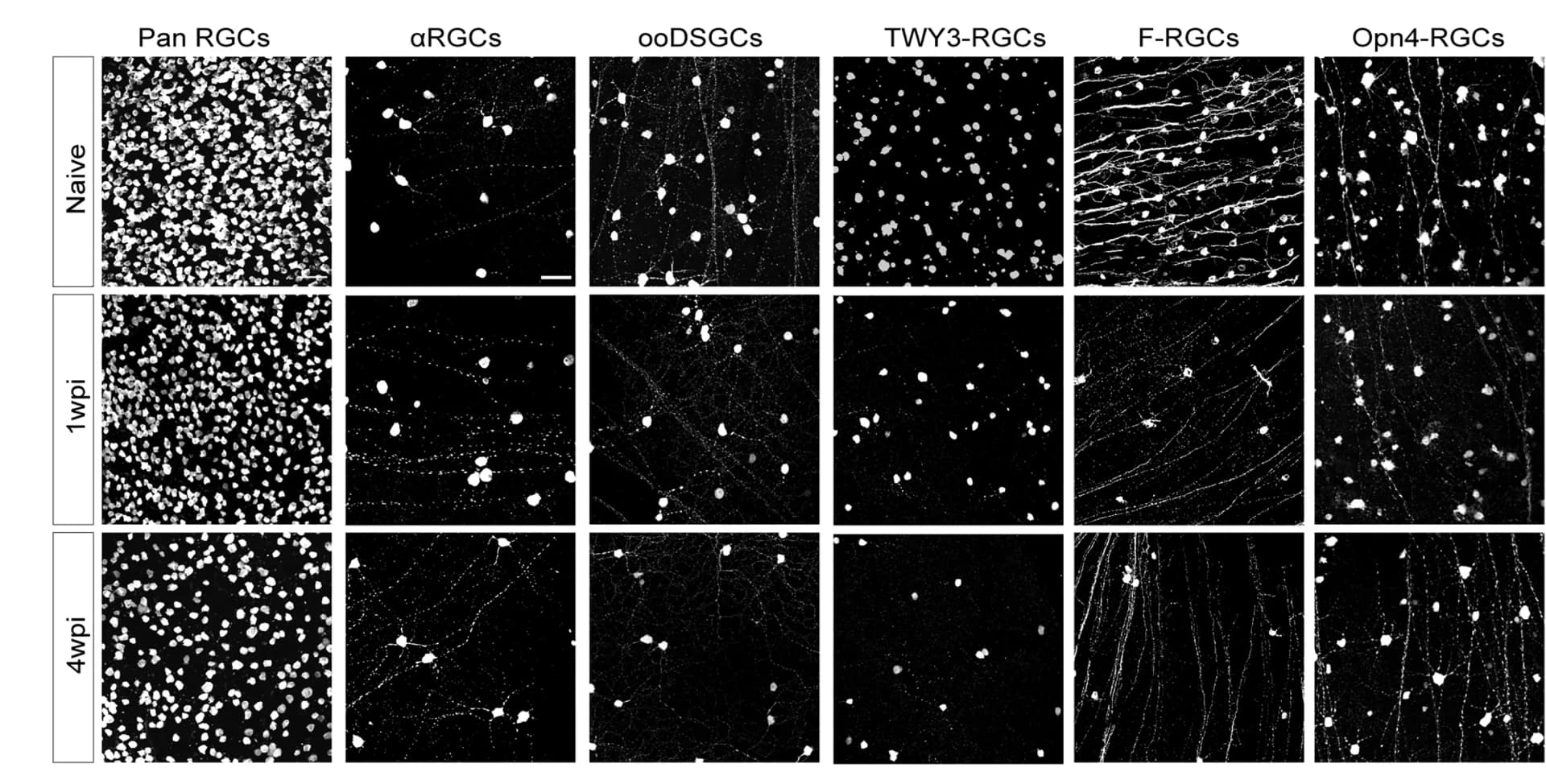 Open access visualization of Microscopy, Whole-mount views, Retinas, RGCs, RGC Subclasses