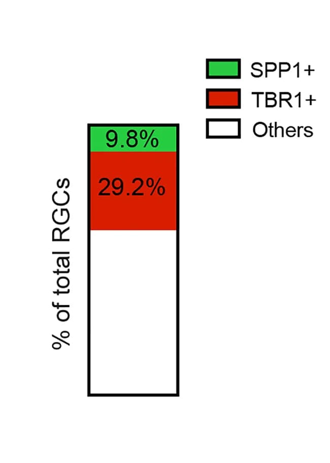 Open access visualization of Stacked Bar Plot, SPP1, TBR1, RGC, Retina