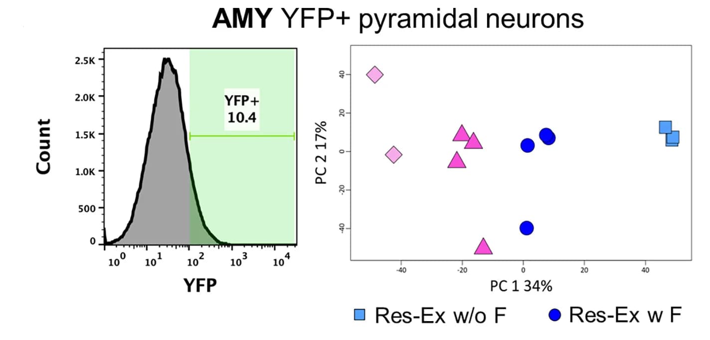 Open access visualization of Histogram, PCA, Scatter Plot, Gating Strategy, Amygdala
