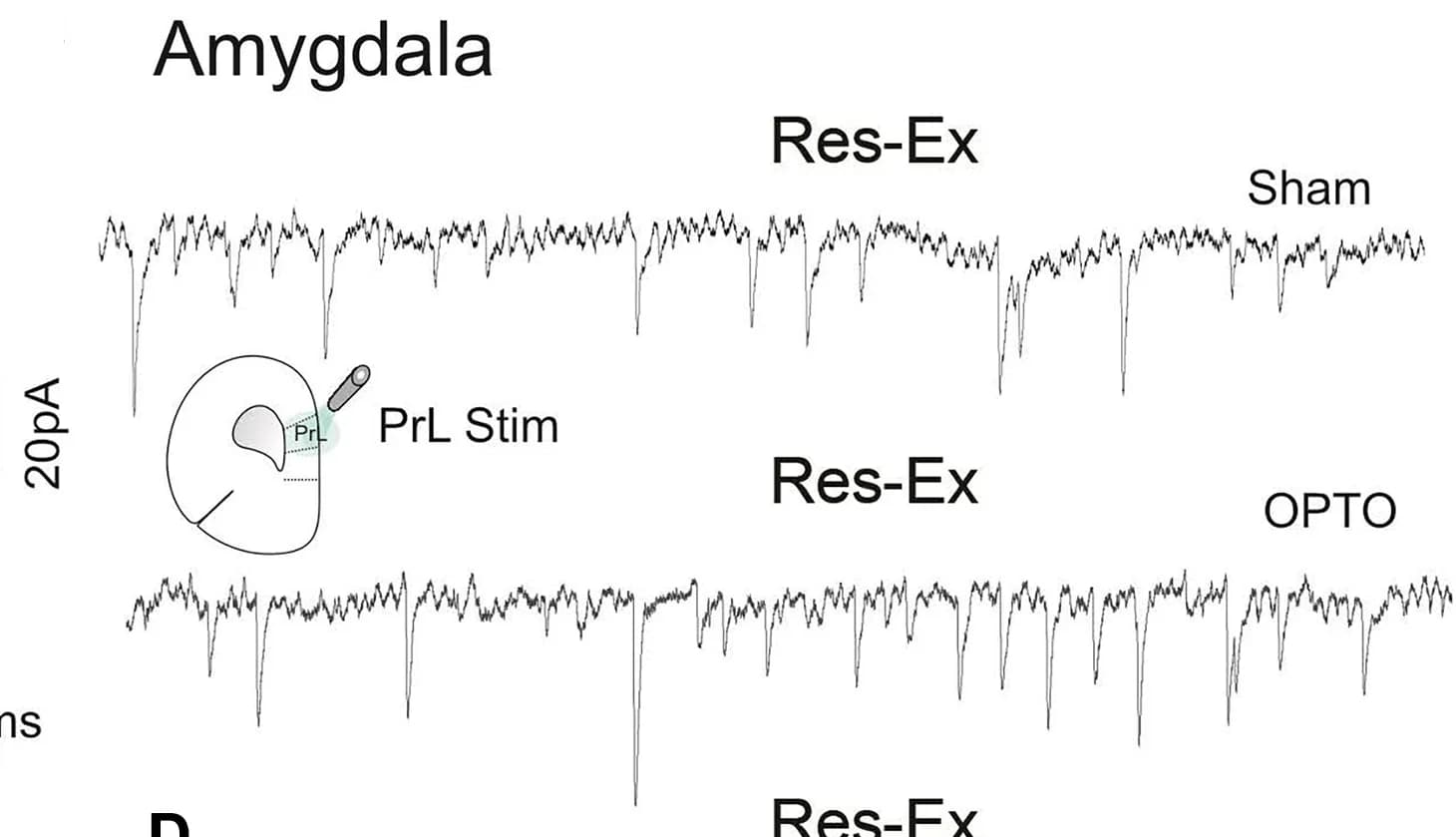 Open access visualization of Line Plot, Illustration, AMY Neurons, Excitatory Synaptic Events, COP4 Res-Ex Mice