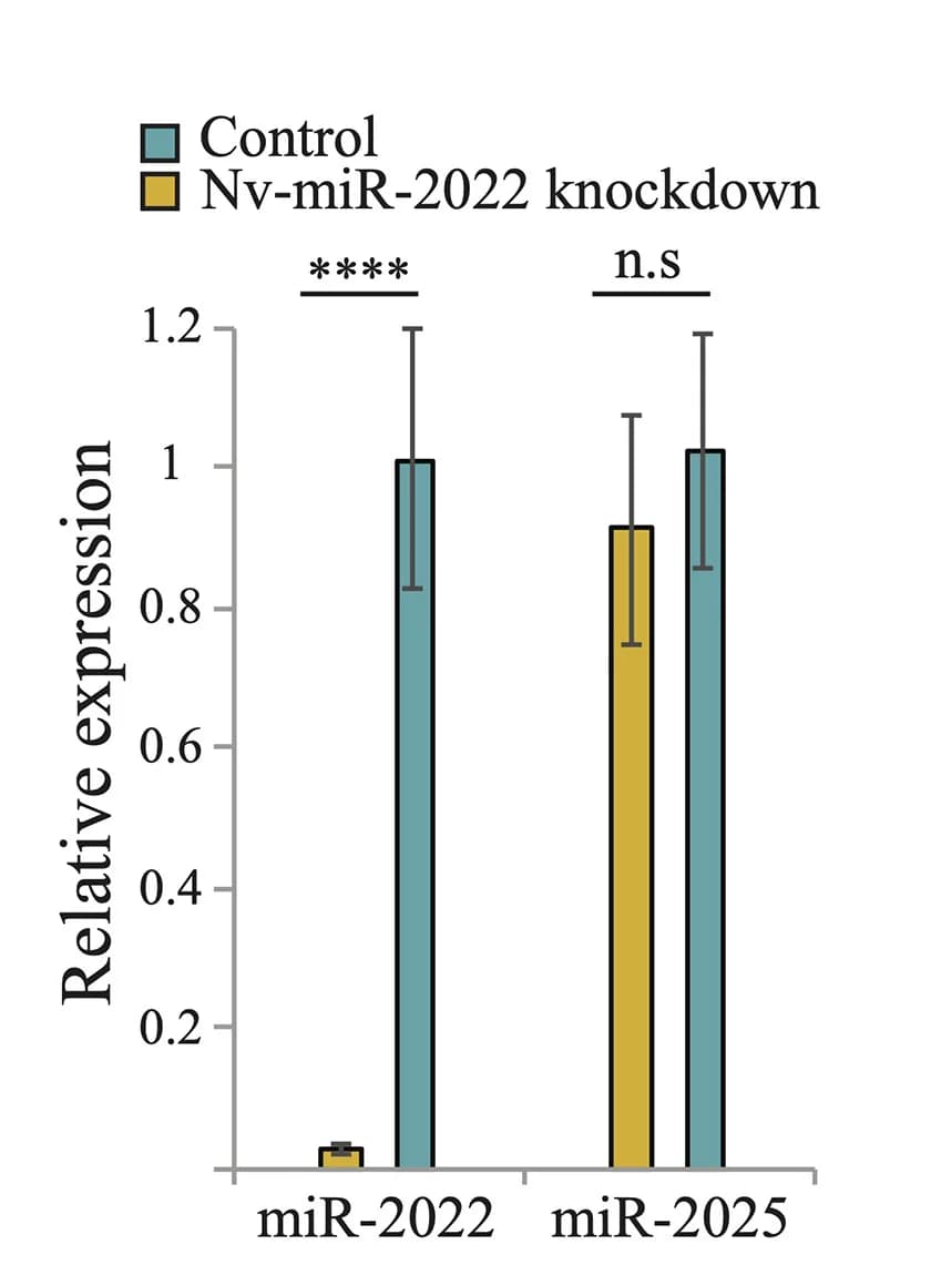 Open access visualization of Bar Plot, Error Bars, Clustered, qPCR, MicroRNA