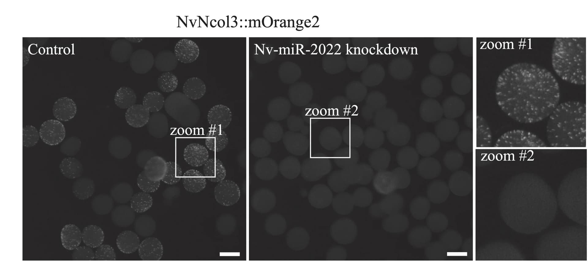 Open access visualization of Microscopy, mOrange2, Wild Type, Transgenes, Zygotes