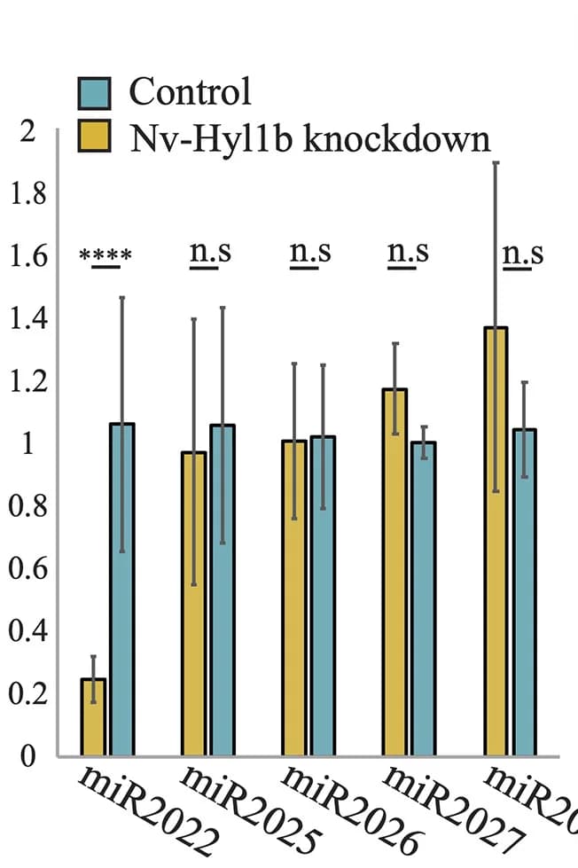 Open access visualization of Bar Plot, Error Bars, Clustered, Stem-loop qPCR, Nv-miR-2022