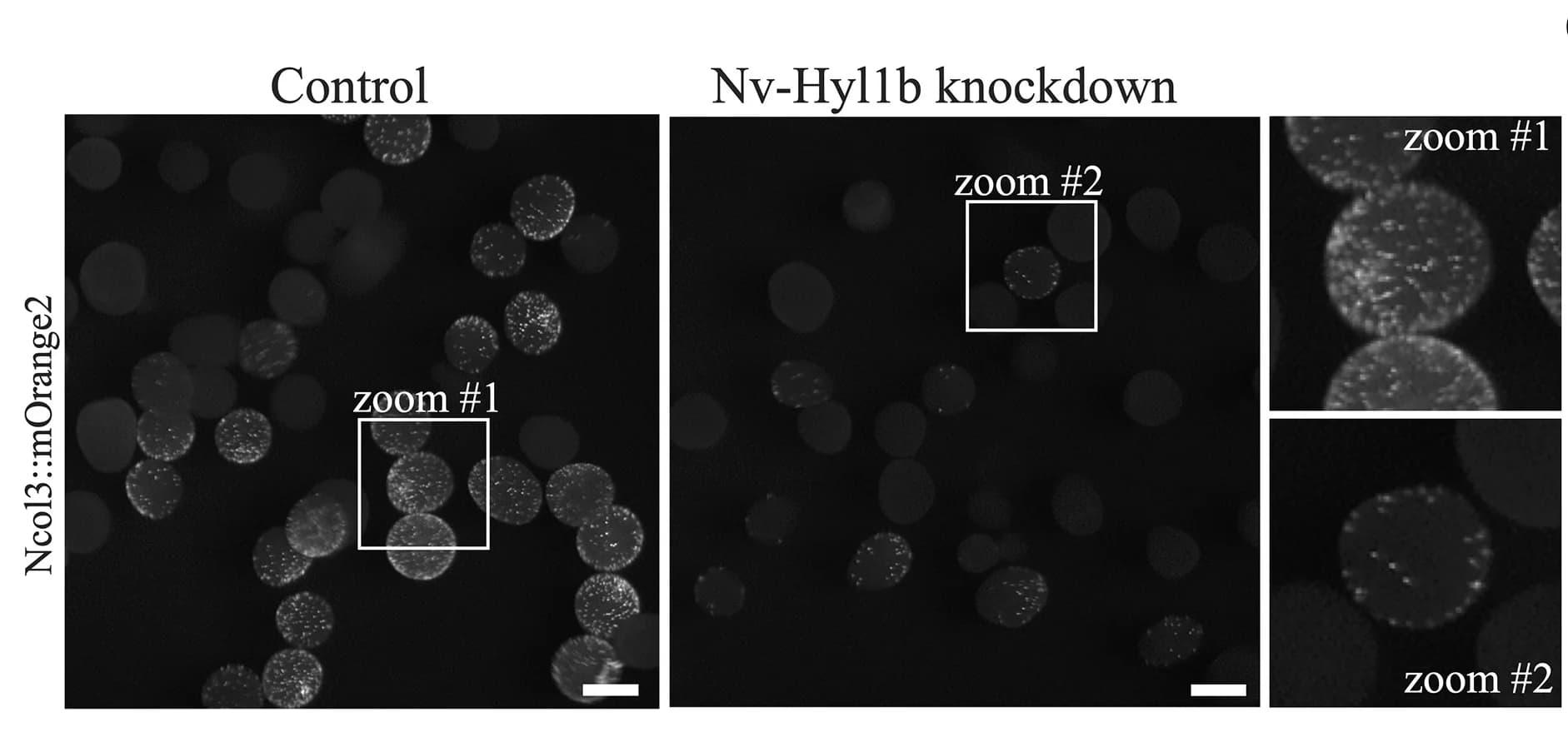 Open access visualization of Microscopy, mOrange2, Ncol3 transgenes, Nv-Hyl1b MO