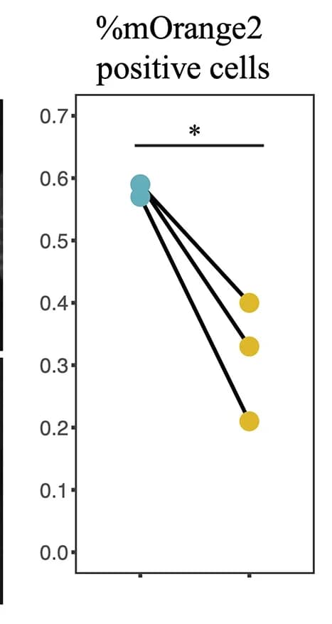 Open access visualization of Line Plot, Scatter Plot, Biological replicates, Flow cytometry, mOrange2-positive cells