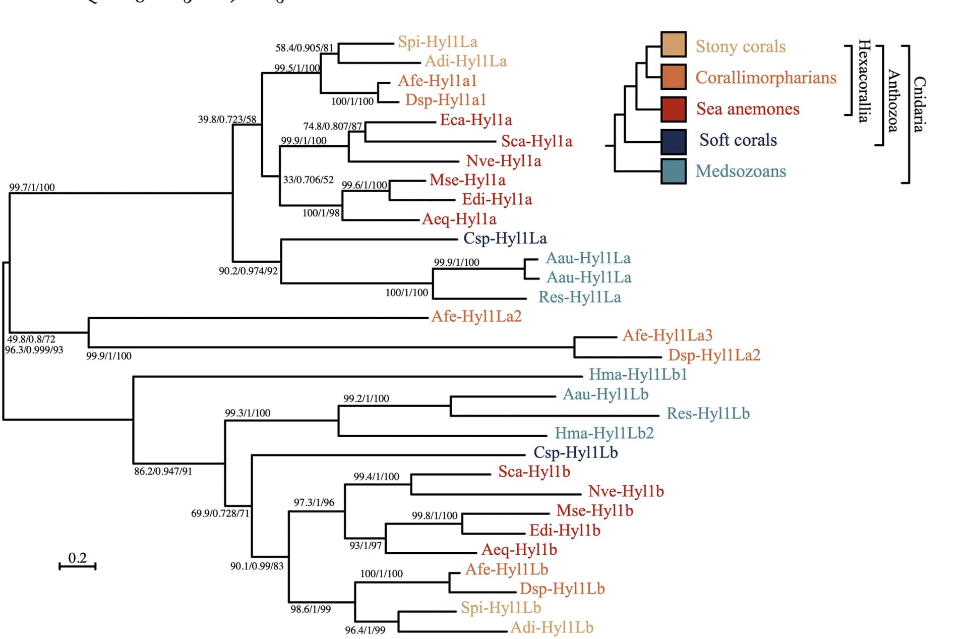 Open access visualization of Line Plot, Network, Pathway, Phylogenetic relationship, Cnidarian Hyl1 homologs